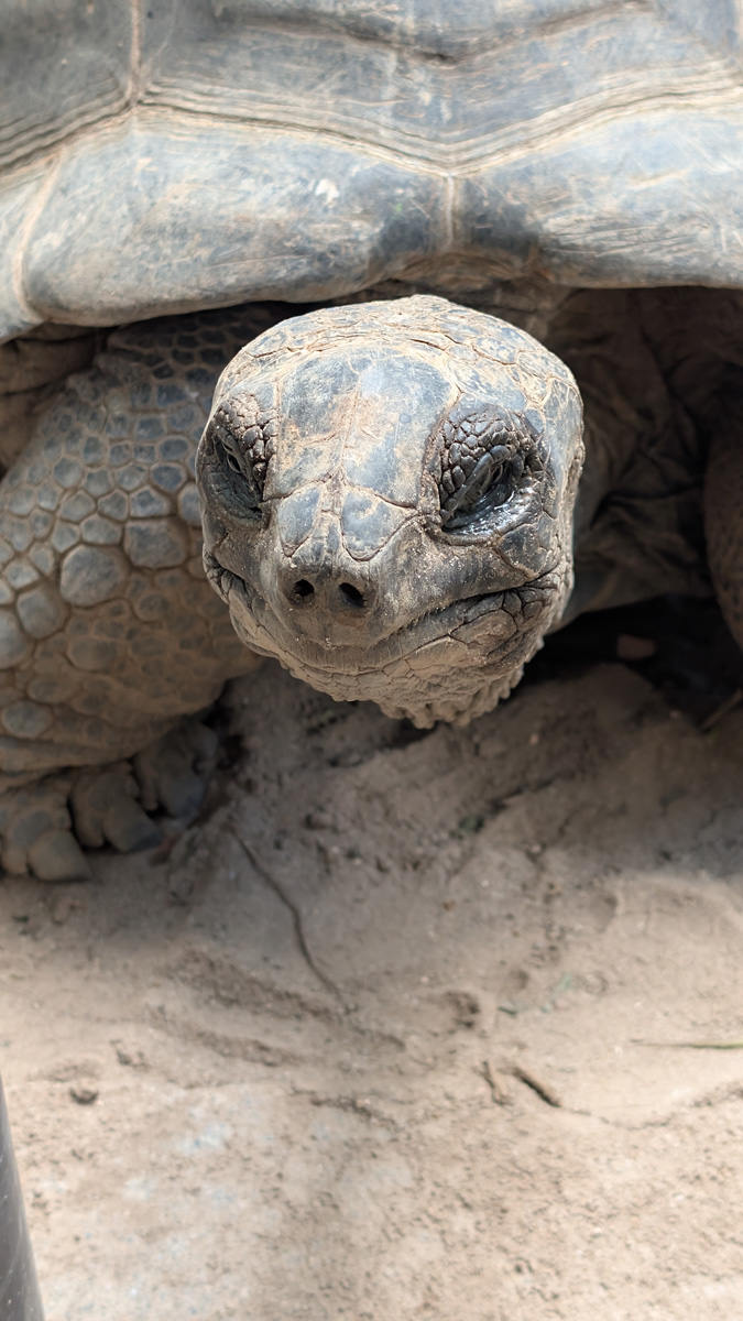 Seychelles: Victoria Botanic Gardens: Aldabra Giant Tortoises