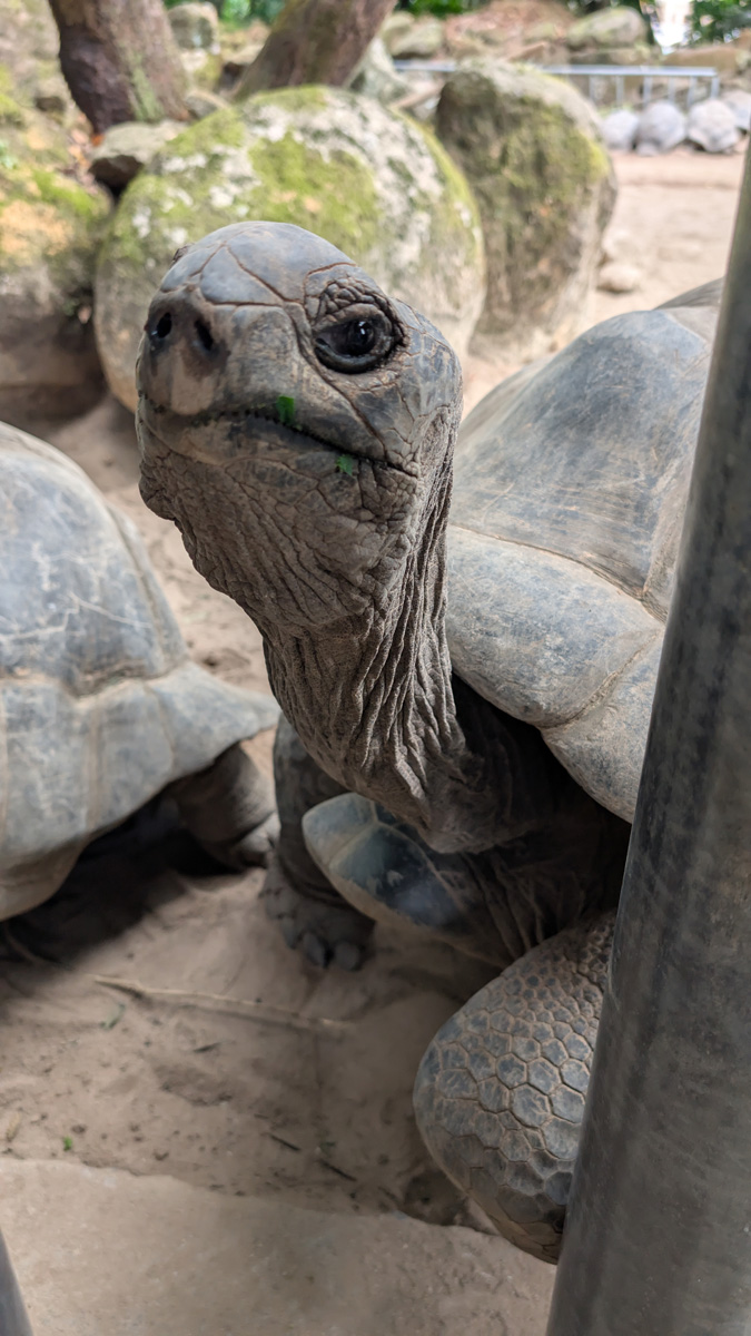 Seychelles: Victoria Botanic Gardens: Aldabra Giant Tortoises