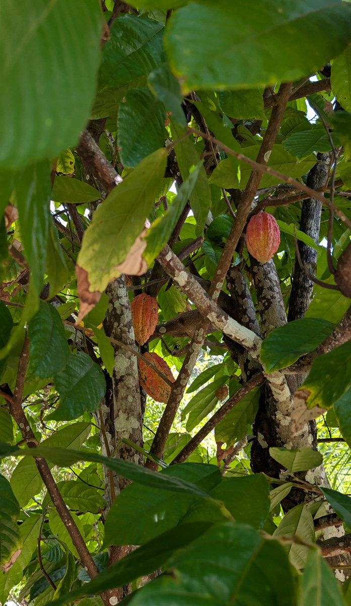 Seychelles: Island Tour, Cocoa tree, with pods Pods growing directly off branches
