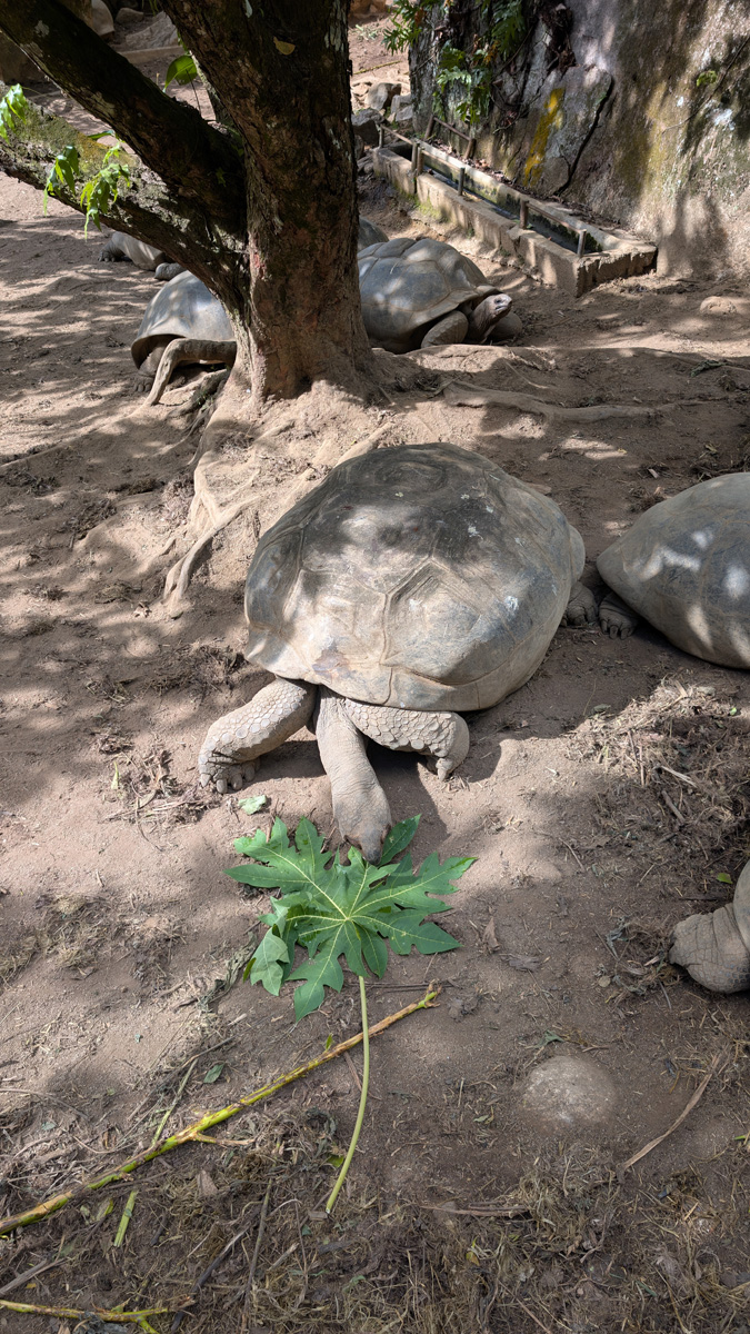 Seychelles: Island Tour, Aldabra tortoise