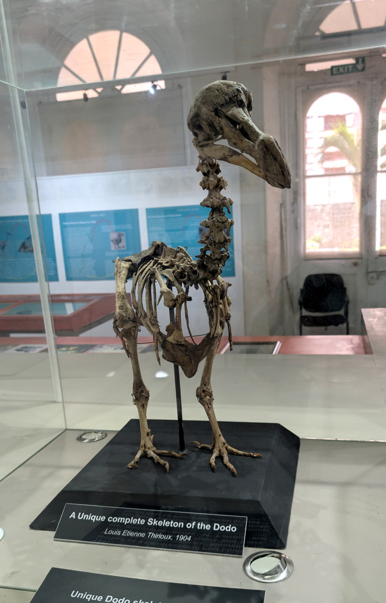 Mauritius: Dodos, Dodo skeleton