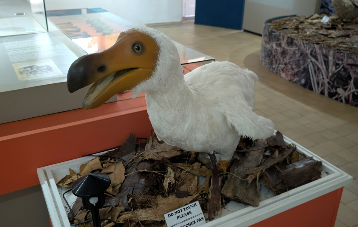 Mauritius: Dodos, Charming animatronic dodo It wiggles its wings and opens its beak