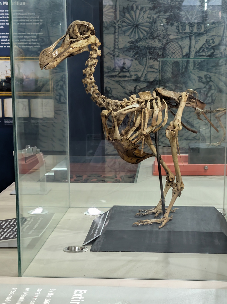 Mauritius: Dodos, Complete Dodo skeleton