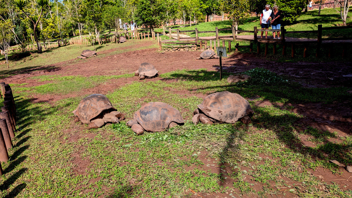 Mauritius: South-West Tour, More Aldabra tortoises