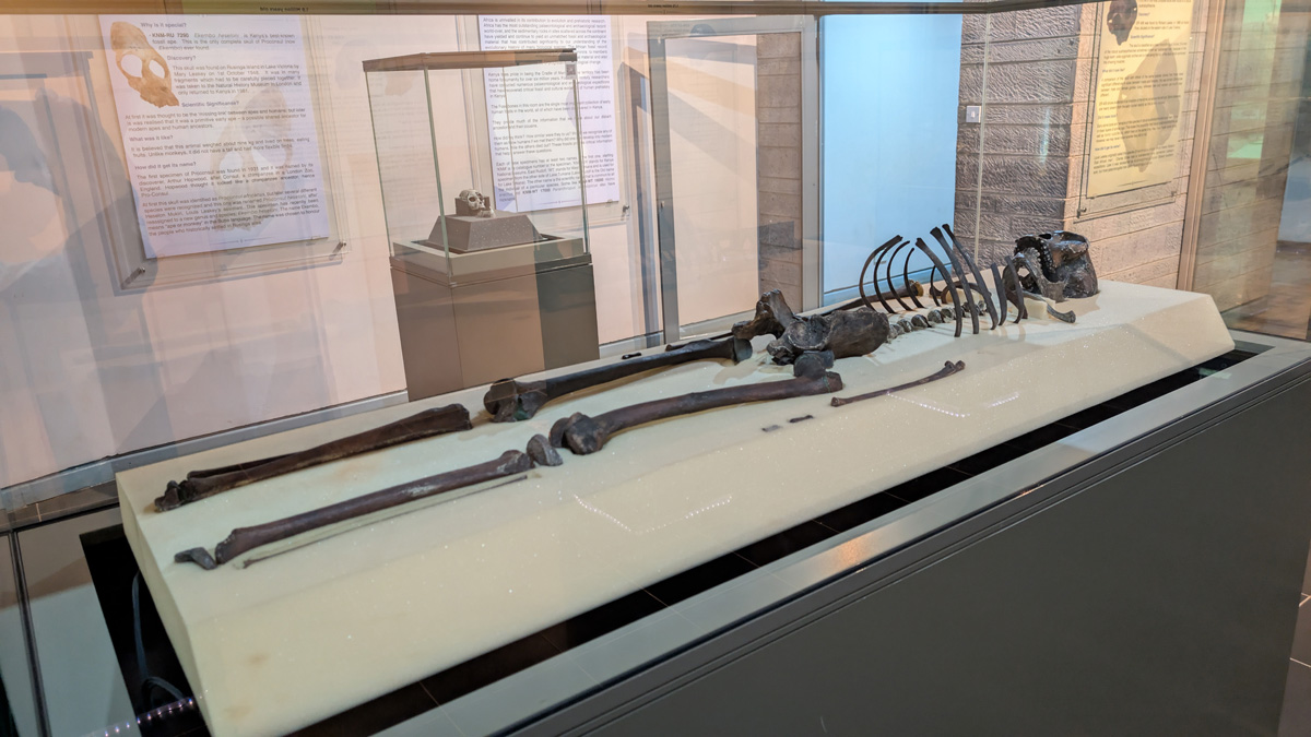 Nairobi, Turkana Boy  skeleton