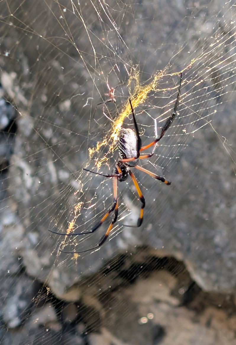 Comoros, Colorful spider in Iconi Palace ruins