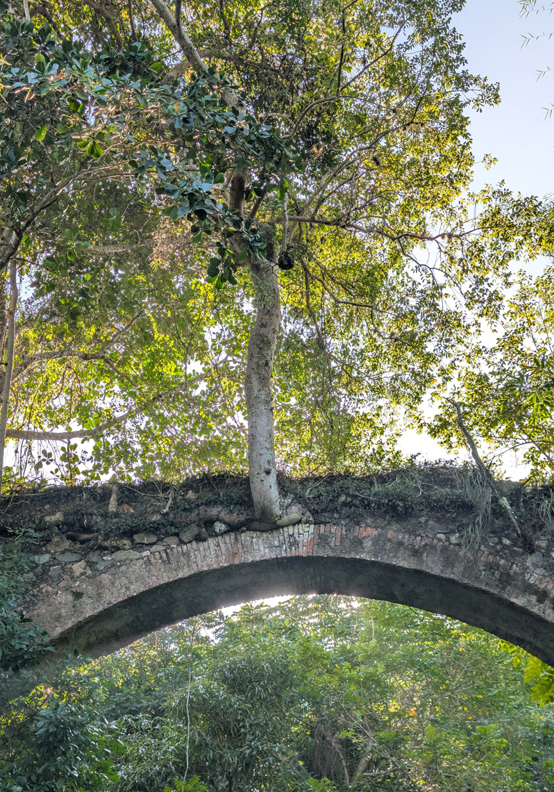 Bois Caiman, French-era foot bridge + tree