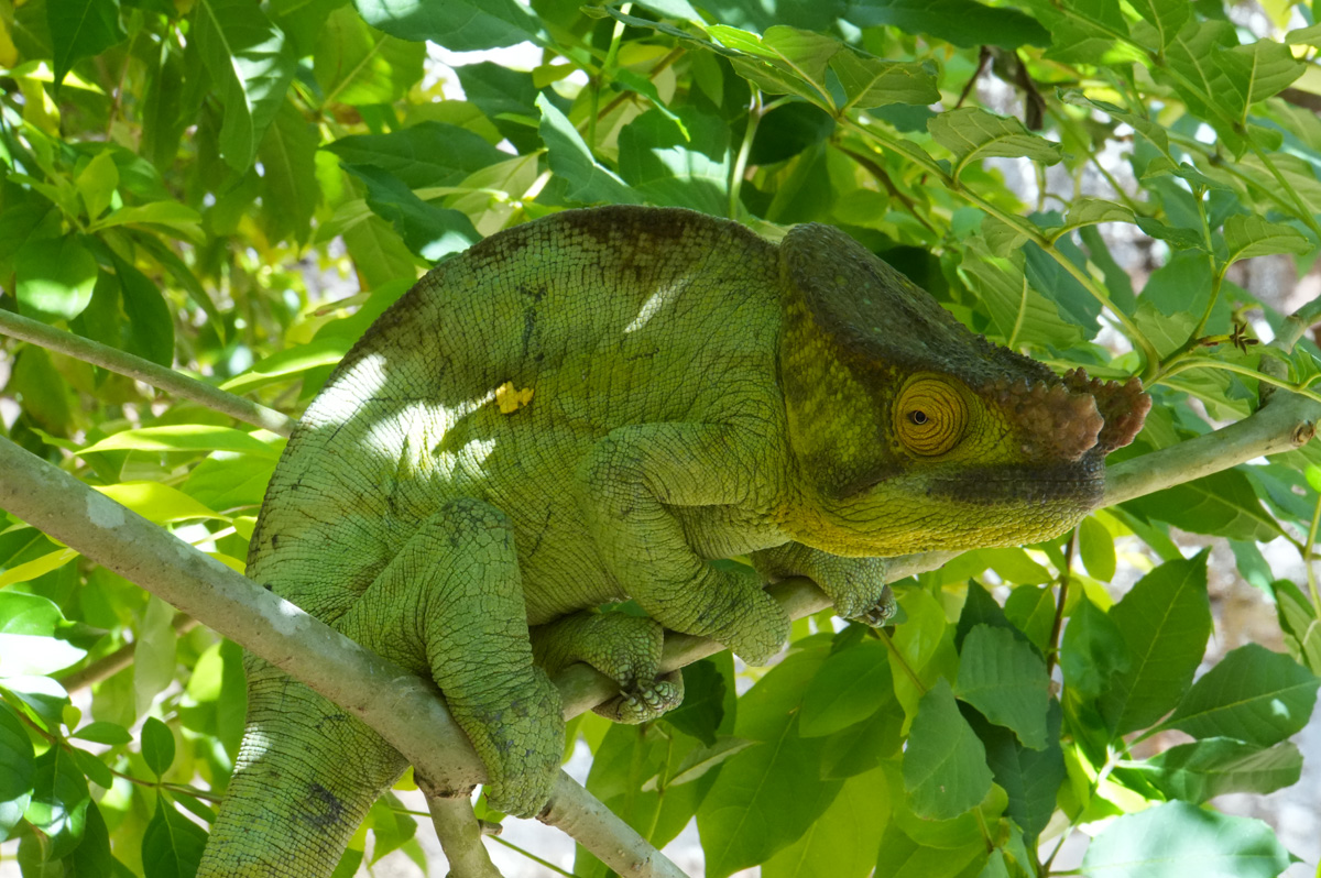 Peyrieras Exotic Animal Reserve