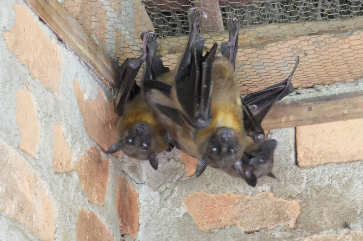 Peyrieras Exotic Animal Reserve, Suspicous fruit bats