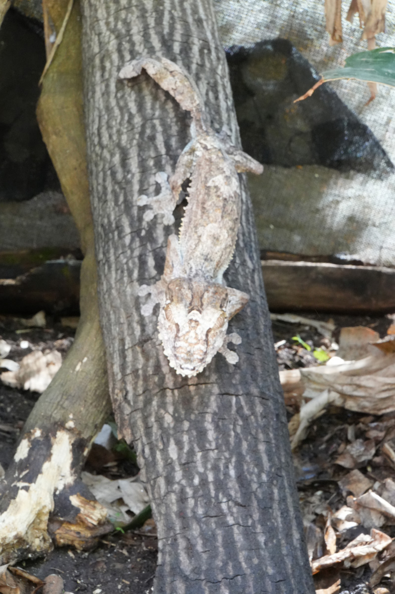 Peyrieras Exotic Animal Reserve, Another leaf gecko