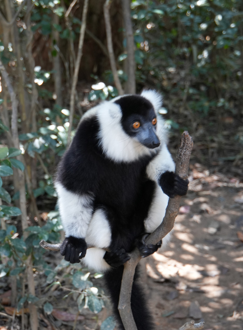 Andasibe: Vakona Lemur Island, Black-and-White Ruffed Lemur