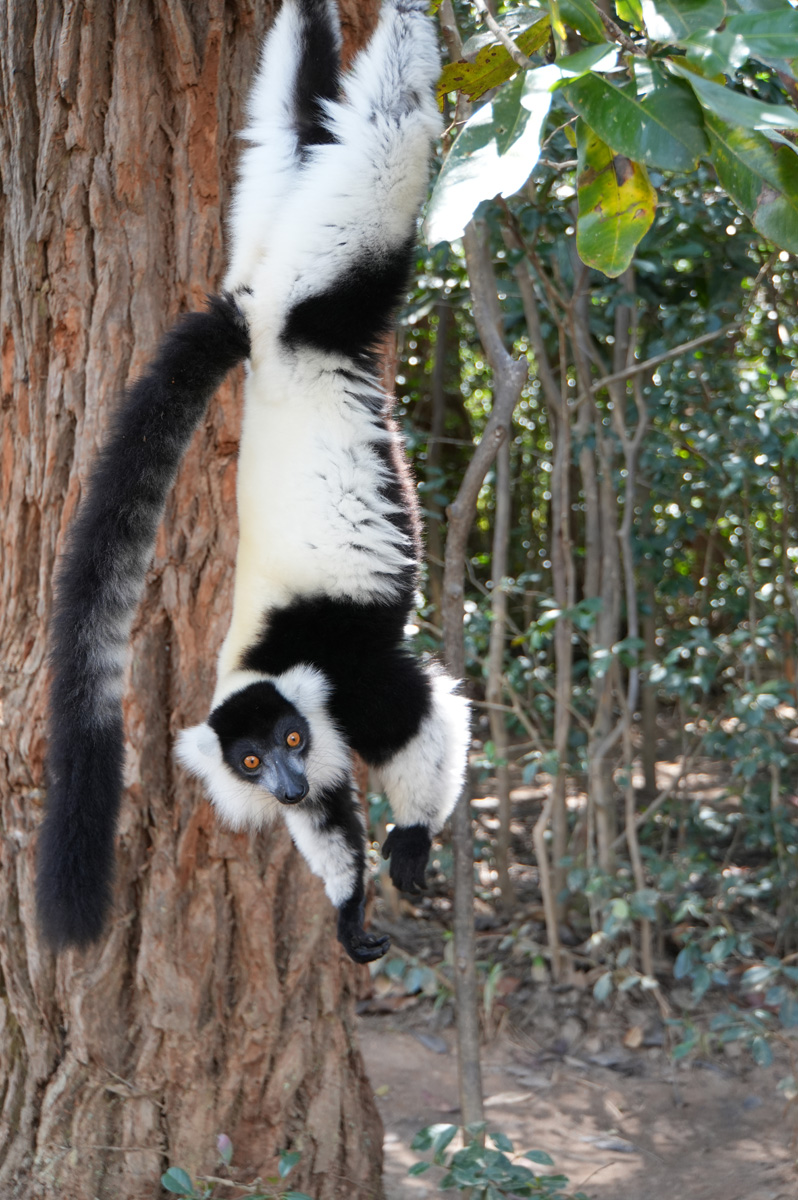 Andasibe: Vakona Lemur Island, Black-and-White Ruffed Lemur