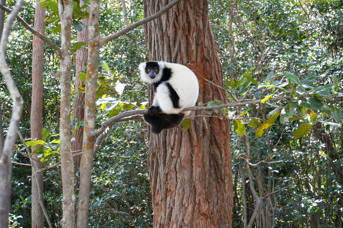 Andasibe: Vakona Lemur Island, Black-and-White Ruffed Lemur