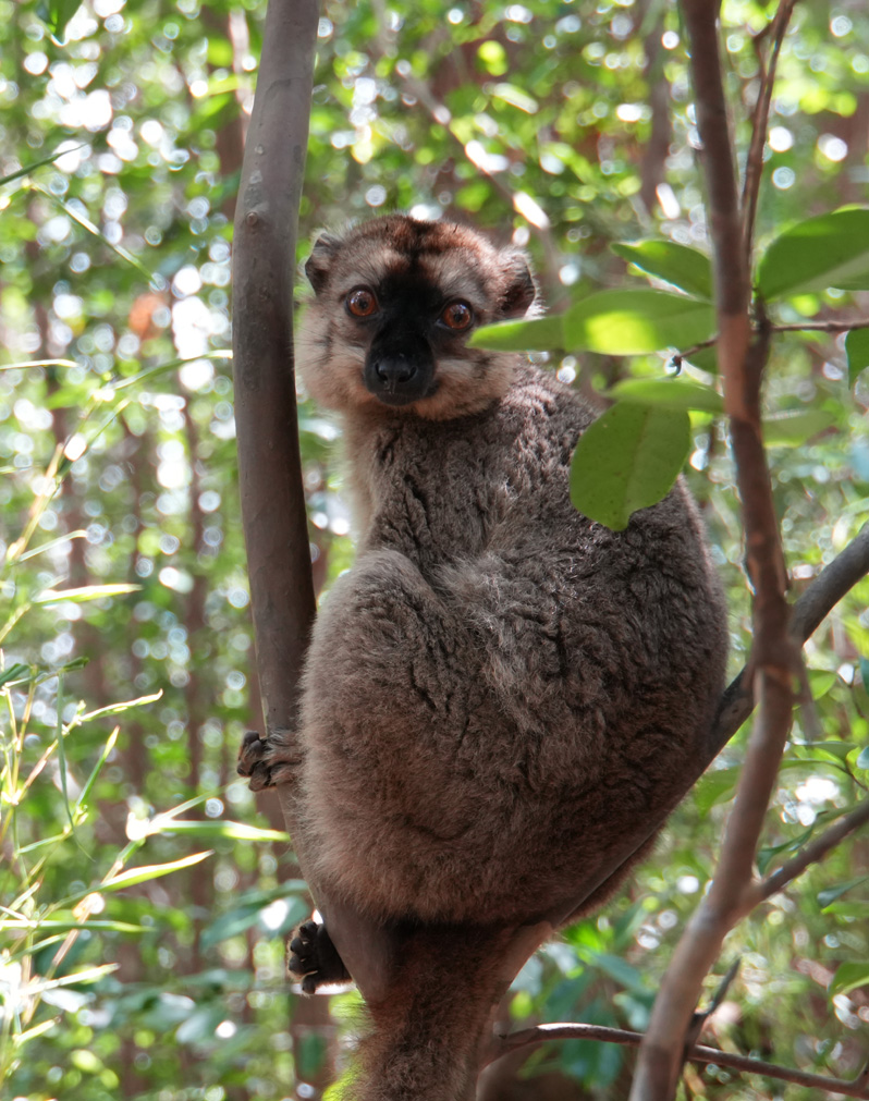 Andasibe: Vakona Lemur Island, Common Brown Lemur
