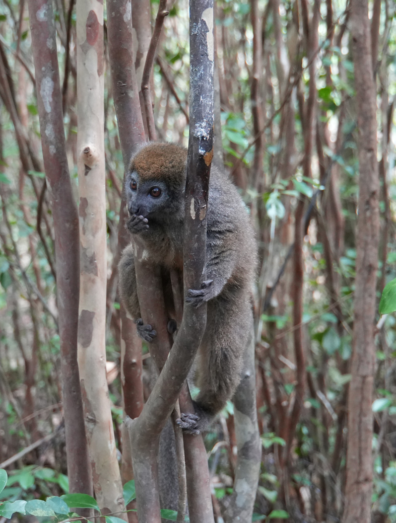 Andasibe: Vakona Lemur Island, Bamboo Lemur