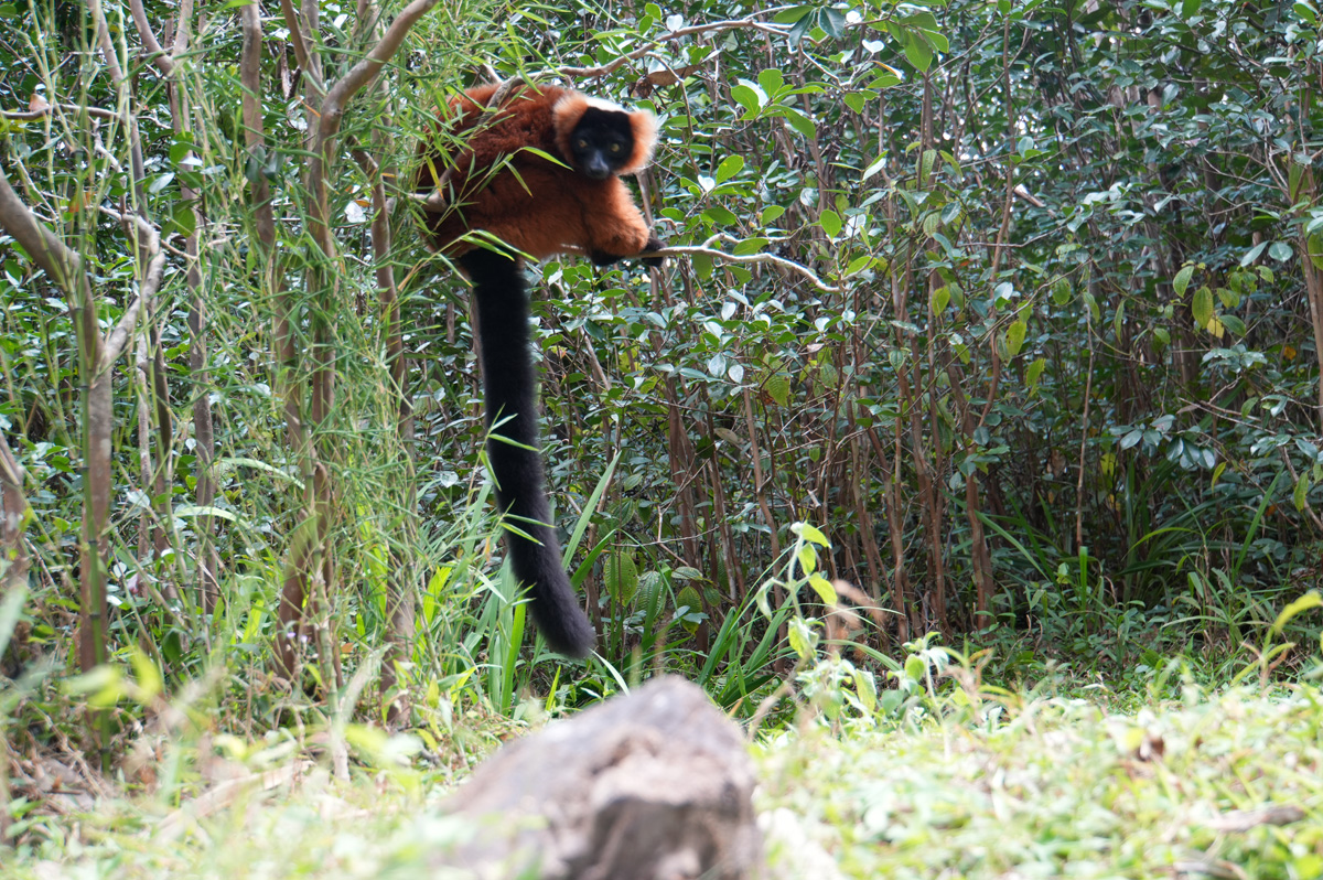 Andasibe: Vakona Lemur Island, Red Ruffed Lemur
