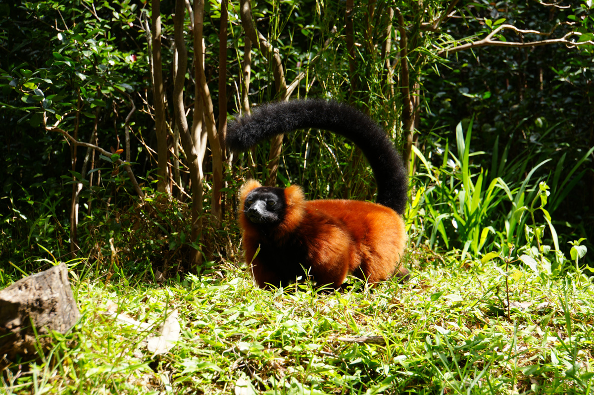 Andasibe: Vakona Lemur Island, Red Ruffed Lemur