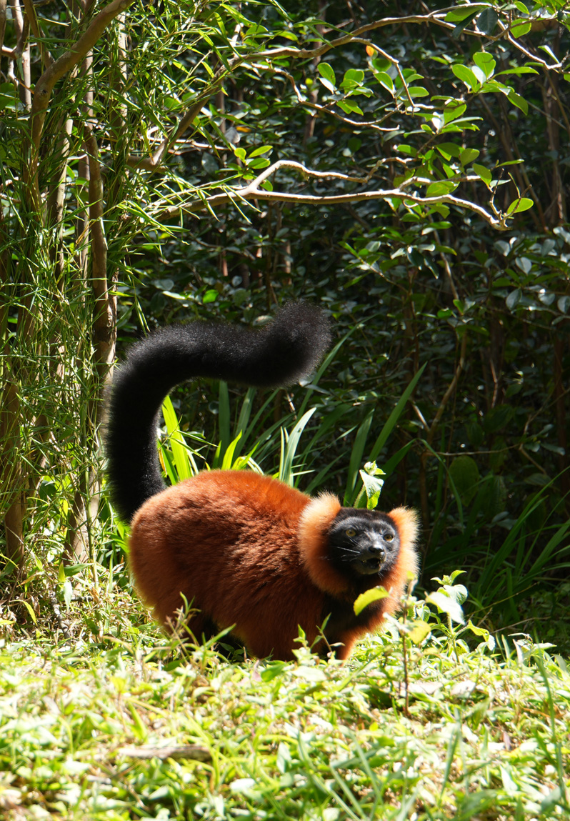 Andasibe: Vakona Lemur Island, Red Ruffed Lemur