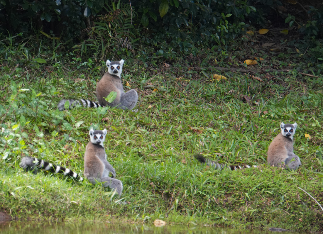 Andasibe: Vakona Lemur Island, Ring Tailed Lemurs "Did you bring snacks?"
