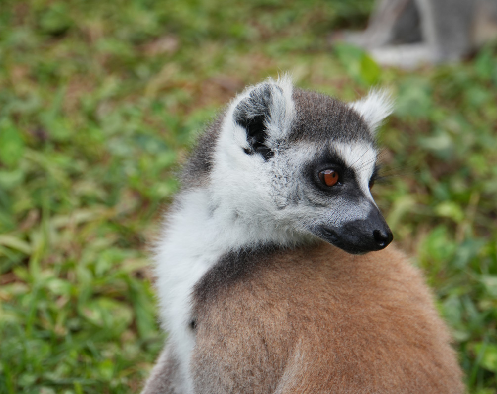 Andasibe: Vakona Lemur Island, Ring Tailed Lemur
