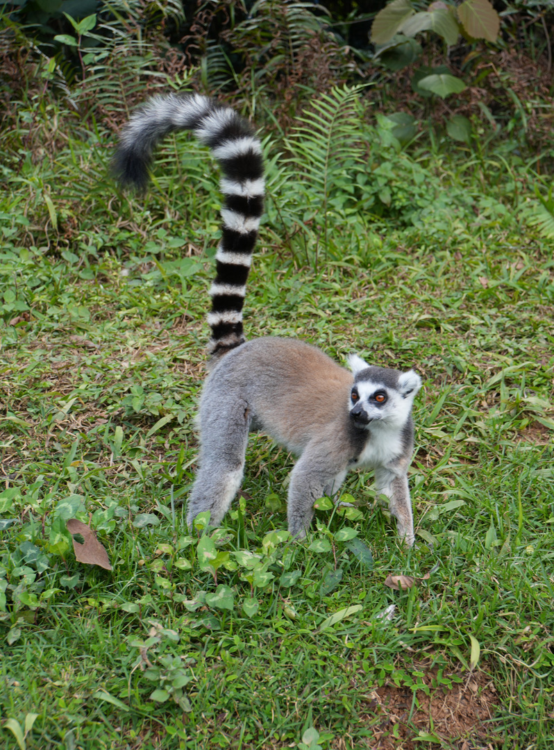 Andasibe: Vakona Lemur Island, Ring Tailed Lemur
