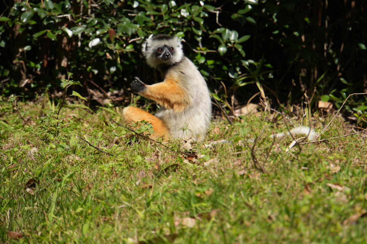 Andasibe: Vakona Lemur Island, Diademed Sifaka