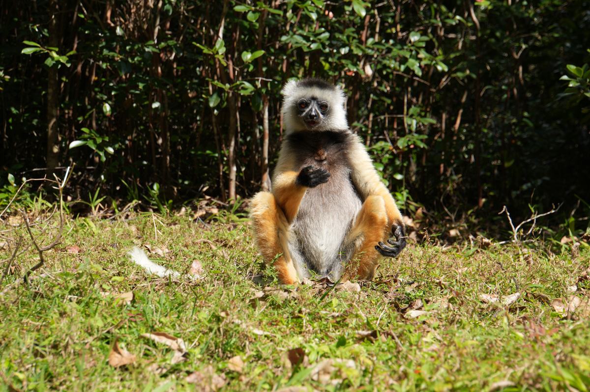 Andasibe: Vakona Lemur Island, Diademed Sifaka