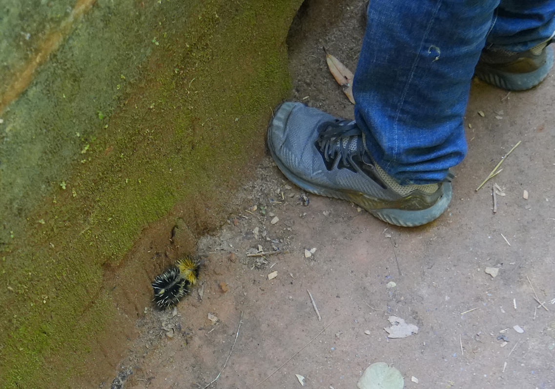 Andasibe: Pugnacious Baby Tenrec, We accidentally cornered a tiny baby tenrec