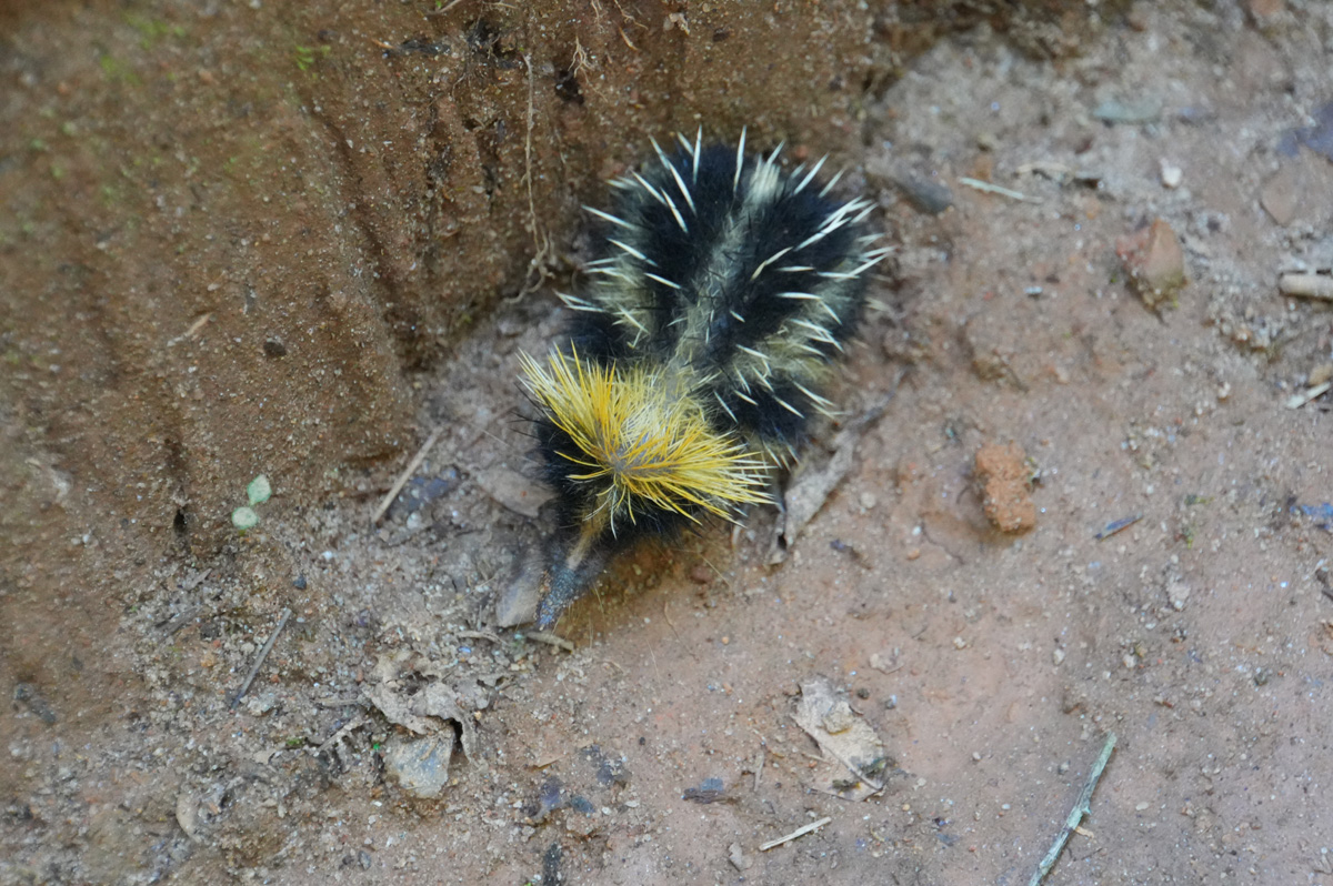 Andasibe: Pugnacious Baby Tenrec, A Yellow-Streaked Tenrec They are noted for a pugnacious attitude.