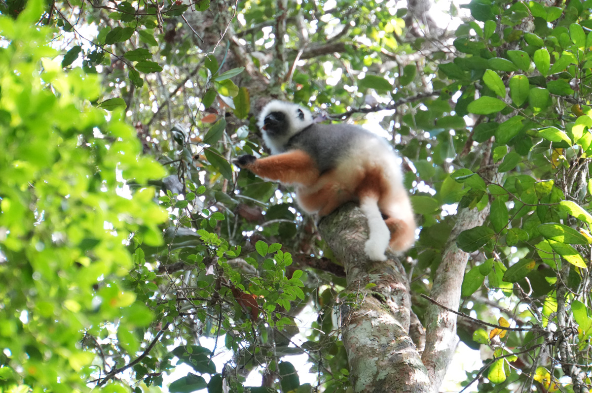 Andasibe: Forest Walks, Diademed Sifaka Lemur