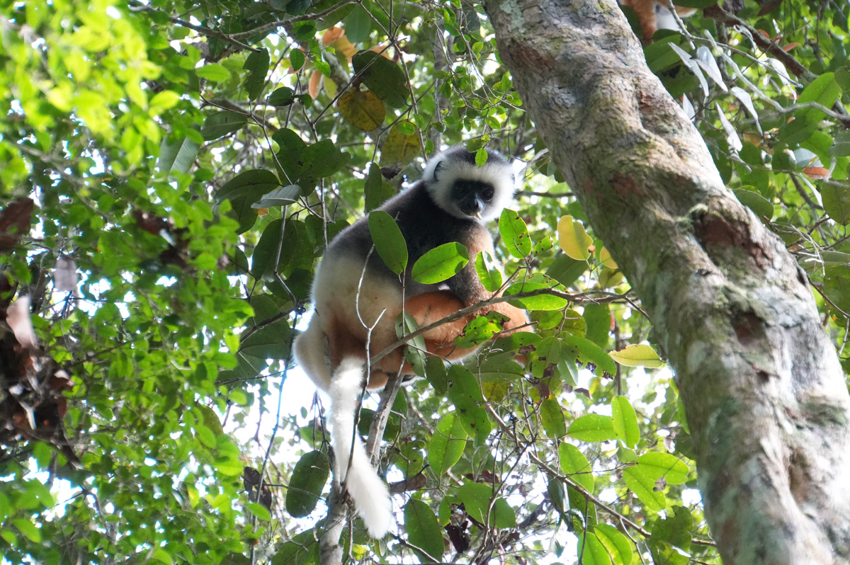 Andasibe: Forest Walks, Diademed Sifaka Lemur