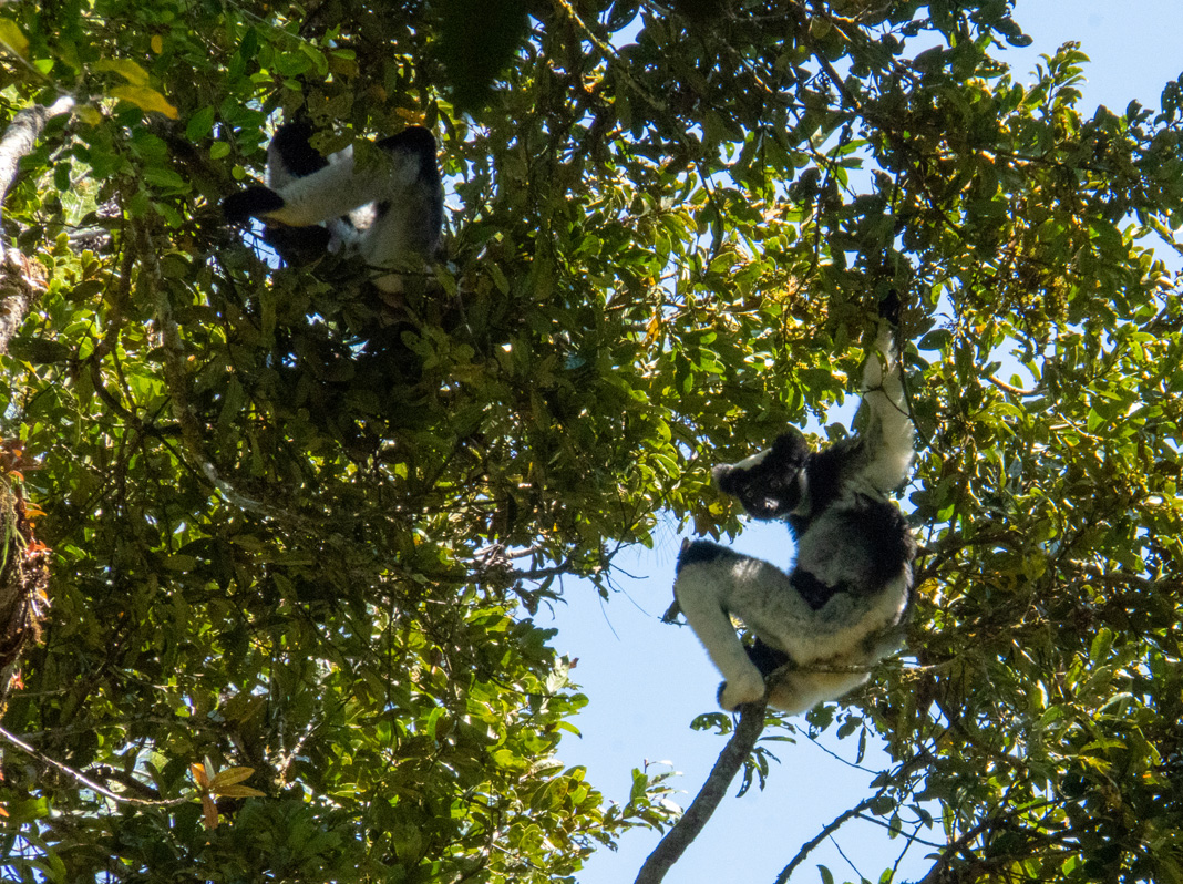 Andasibe: Forest Walks, Indri Lemurs