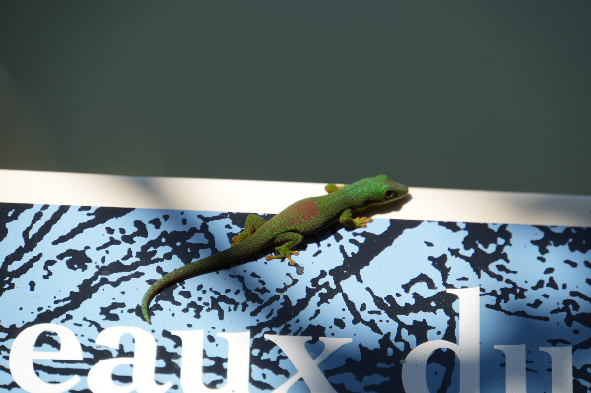 Andasibe: Forest Walks, Charming little gecko