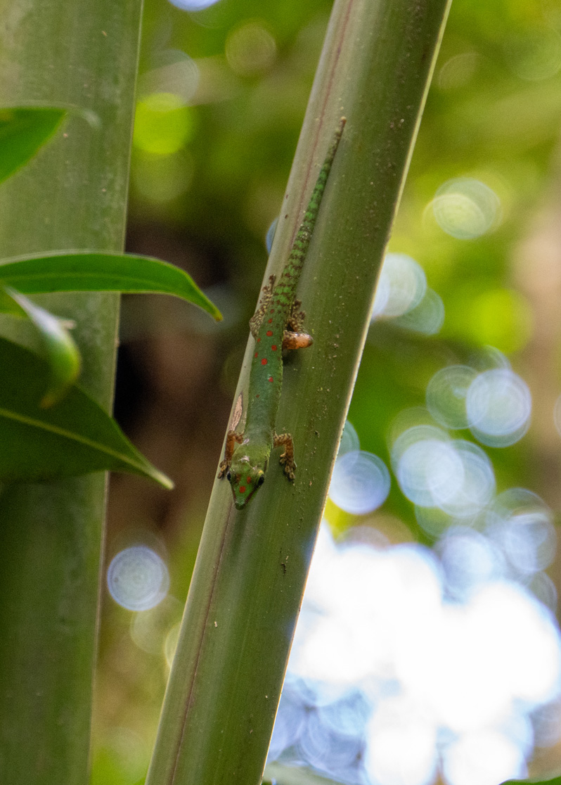 Masoala: Primary Forest Walk, Gecko