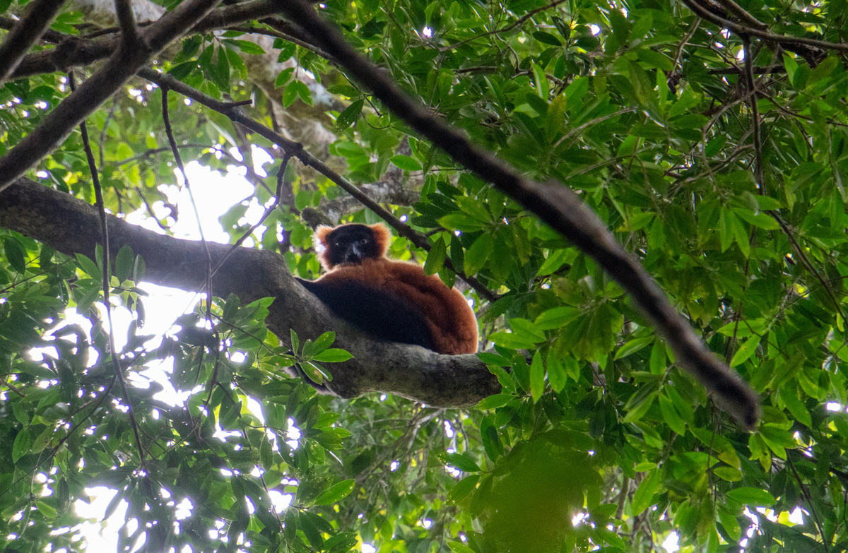 Masoala: Primary Forest Walk, Red-Ruffed Lemur
