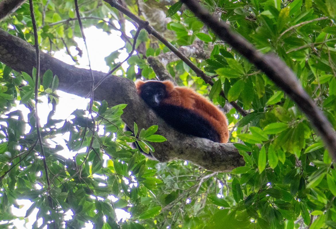 Masoala: Primary Forest Walk, Red-Ruffed Lemur