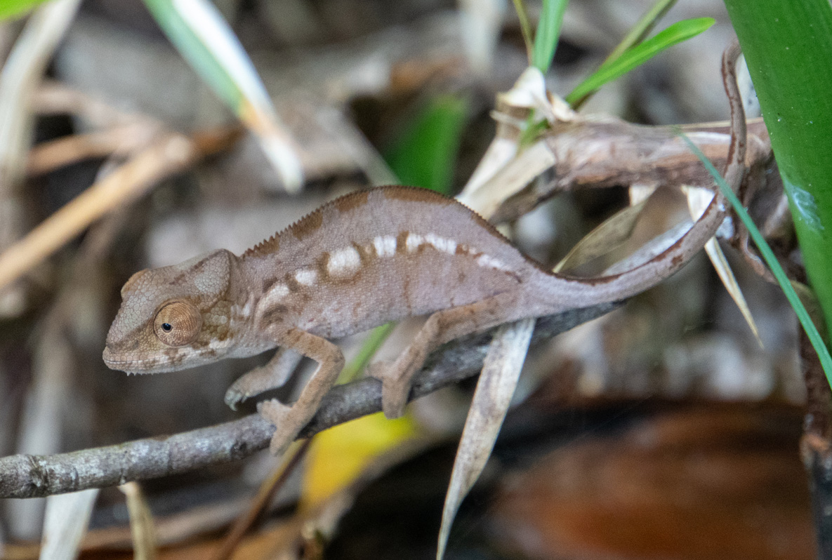 Masoala: Primary Forest Walk, Panther Chameleon