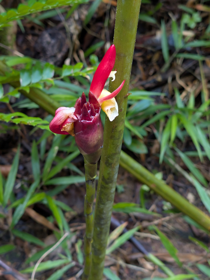 Masoala: Primary Forest Walk, Ginger plant in flower