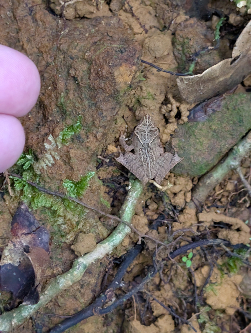 Masoala: Primary Forest Walk, Charming little frog (Maybe a Stump Toed Frog ??)