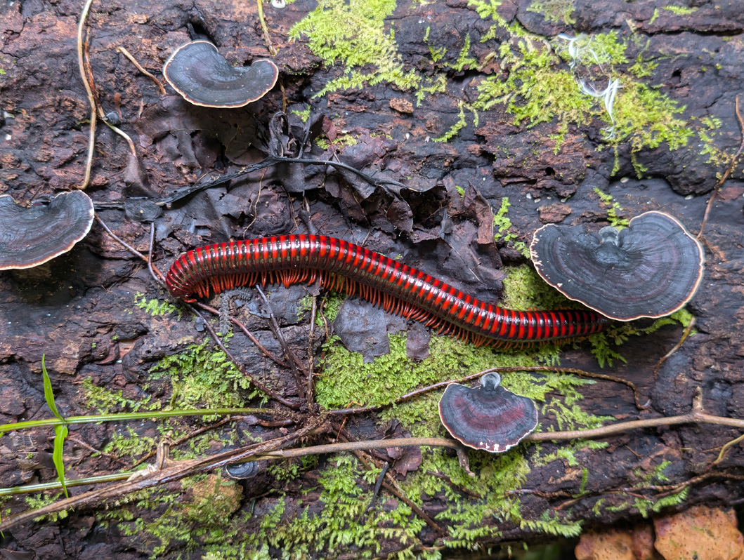 Masoala: Primary Forest Walk, Giant Fire Millipede