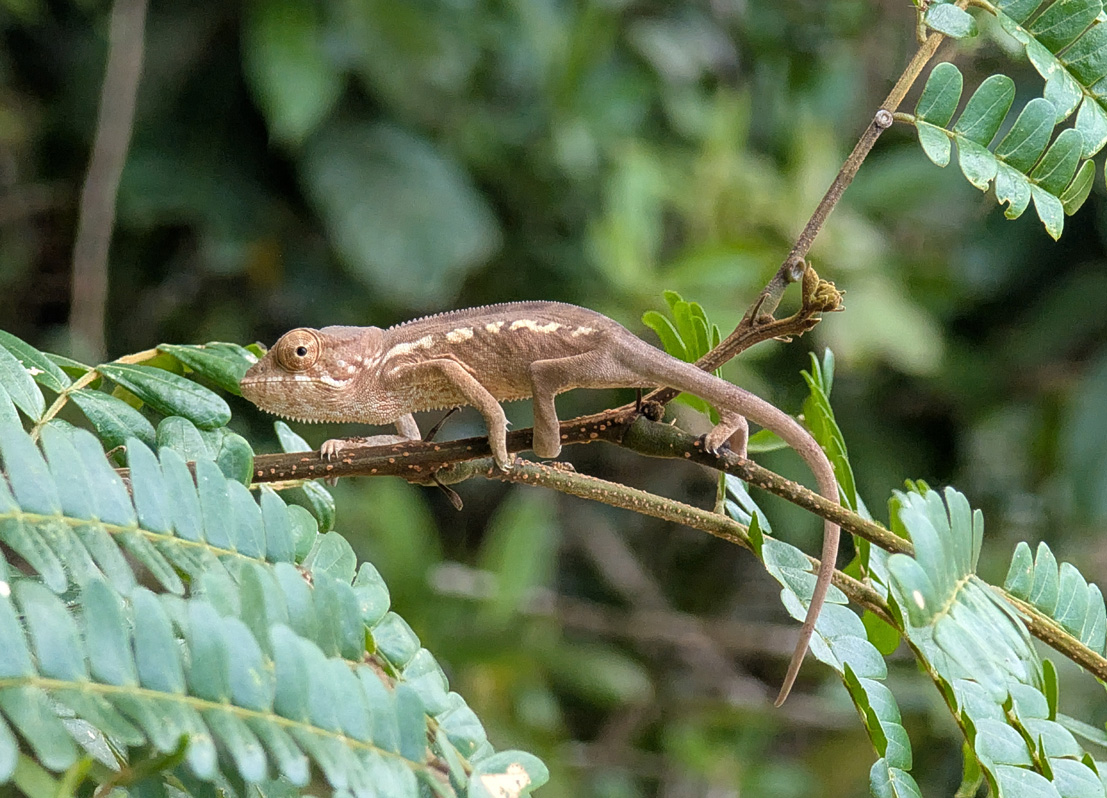 Masoala: Primary Forest Walk, Another Panther Chaneleon