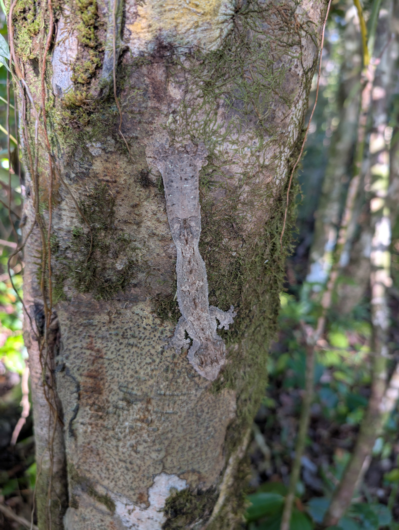 Masoala Lodge Walk, Leaf tailed gecko