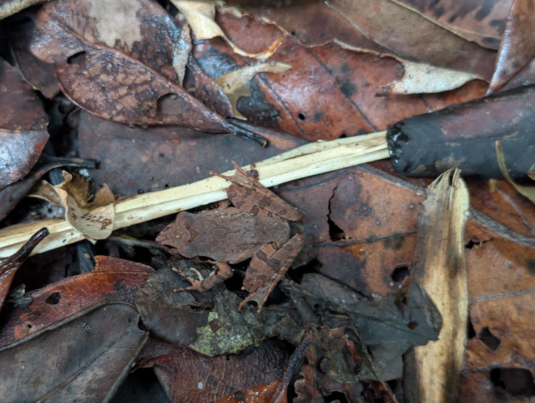 Masoala Lodge Walk, Charming little frog
