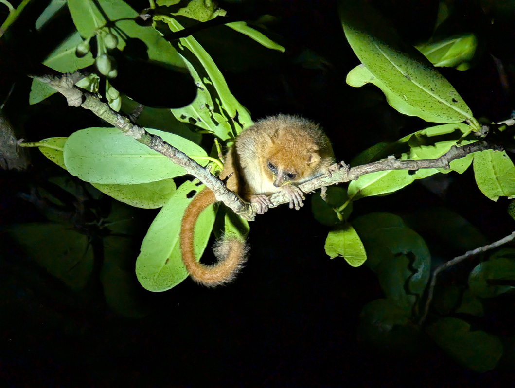Masoala Lodge: Night Walk, Bashful little Mouse Lemur