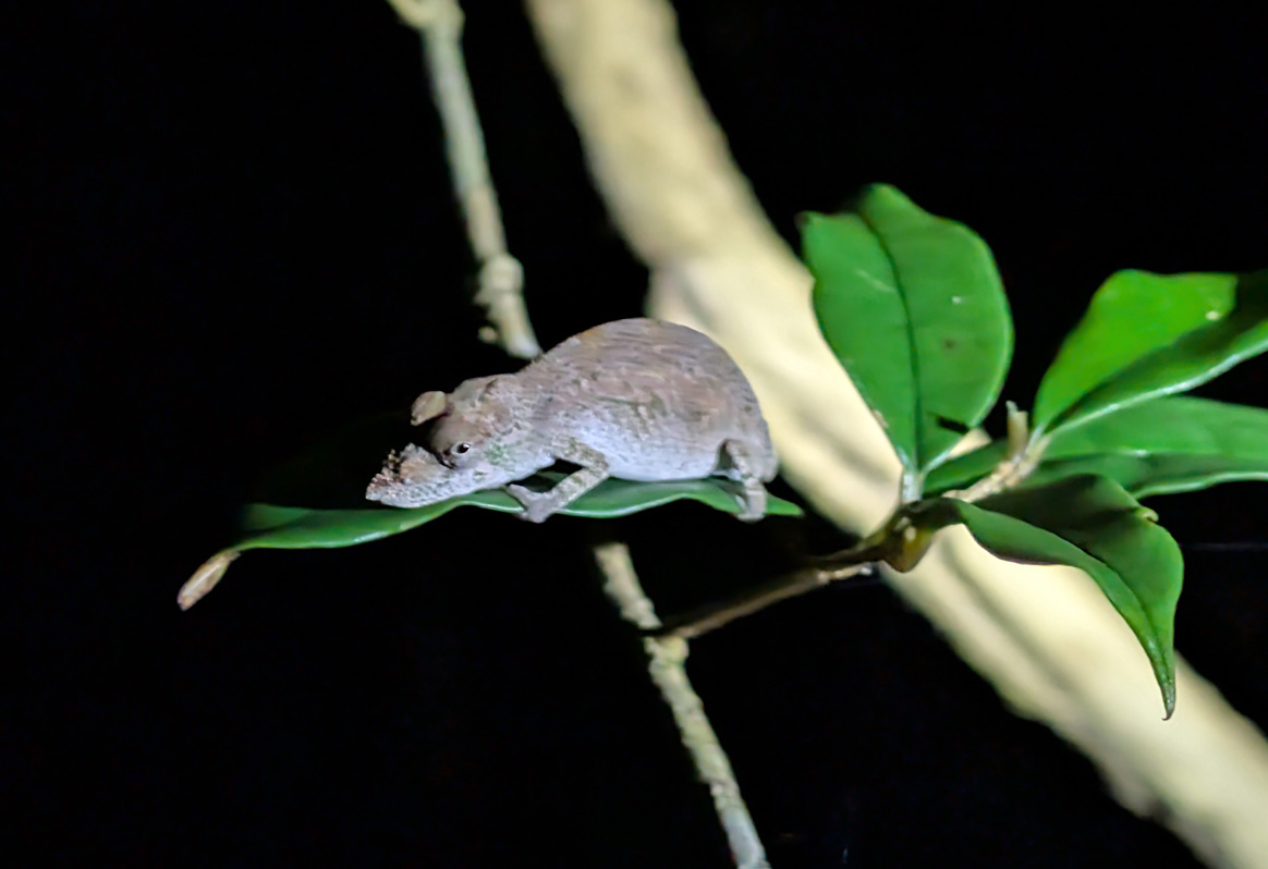 Masoala Lodge: Night Walk, Nose Horned Chameleon