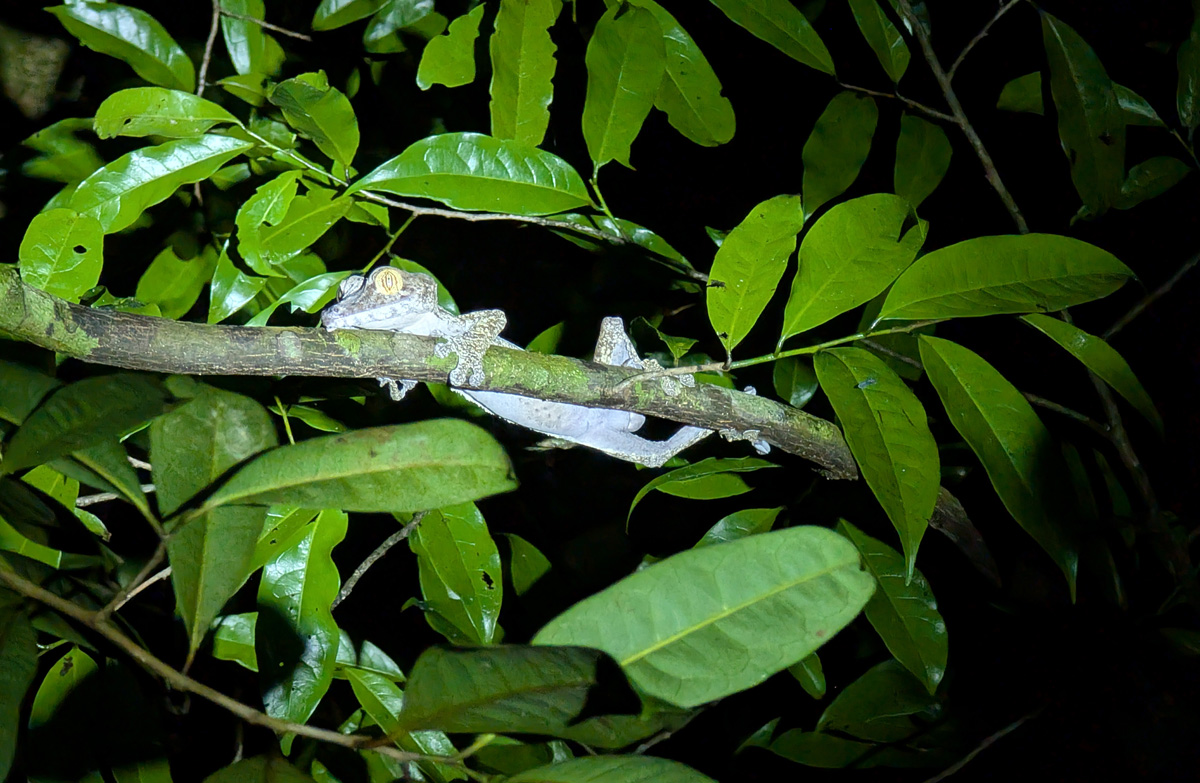 Masoala Lodge: Night Walk, Surprised looking gecko