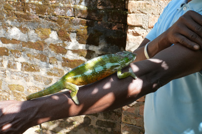 Peyrieras Exotic Animal Reserve, Madagascar 2025