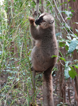 Common Brown Lemur, Andasibe: Vakona Lemur Island, Madagascar 2025