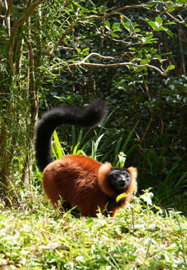 Red Ruffed Lemur, Andasibe: Vakona Lemur Island, Madagascar 2025