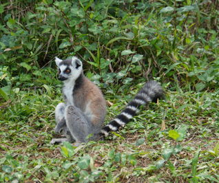 Ring Tailed Lemur, Andasibe: Vakona Lemur Island, Madagascar 2025